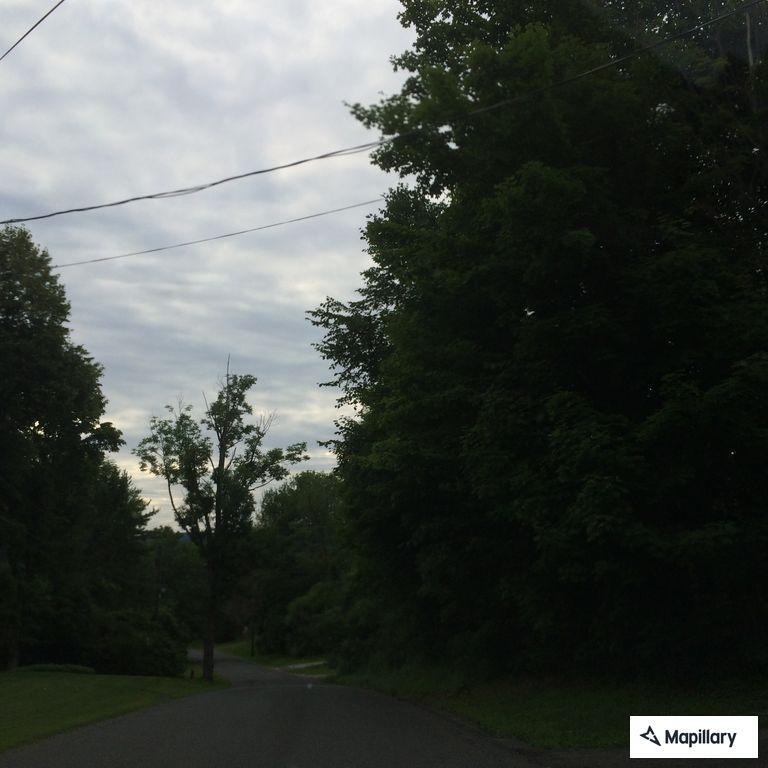 Loose dog with harness reported on Prospect Street