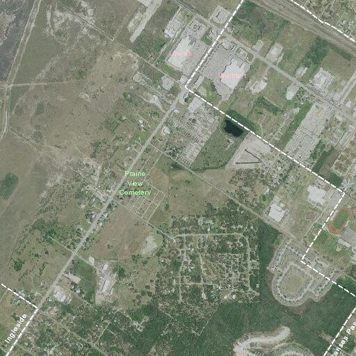 Alligator blocking roadway near cemetery