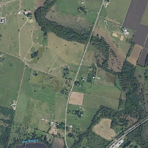 Loose livestock and cat blocking roadway