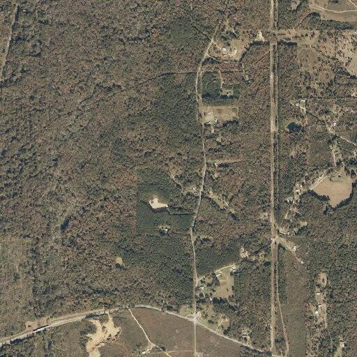 Loose pigs roaming in yard on Hunters Road