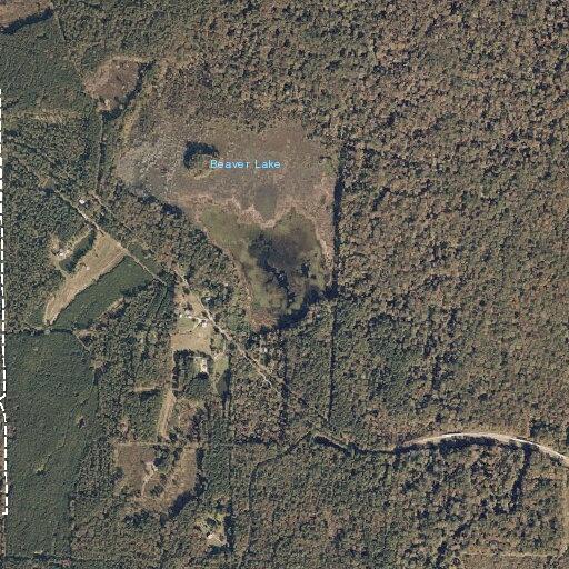 Alligator reported in roadway near Morton