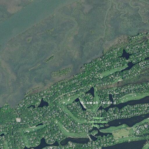 Unfounded alligator report near beach club