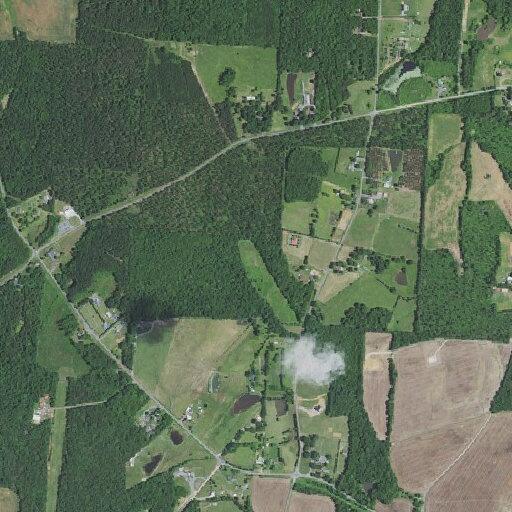 Cattle loose on roadway on Richfield Road