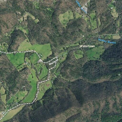Cow blocking roadway near East Millers Cove Road