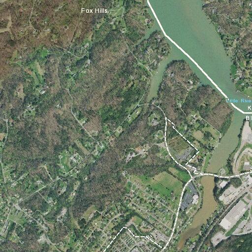 Man has severe allergic reaction to ants in Tennessee
