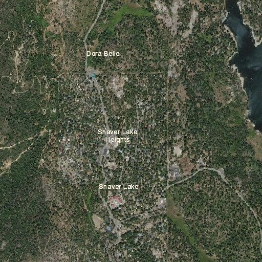 Large brown bear reported as public hazard