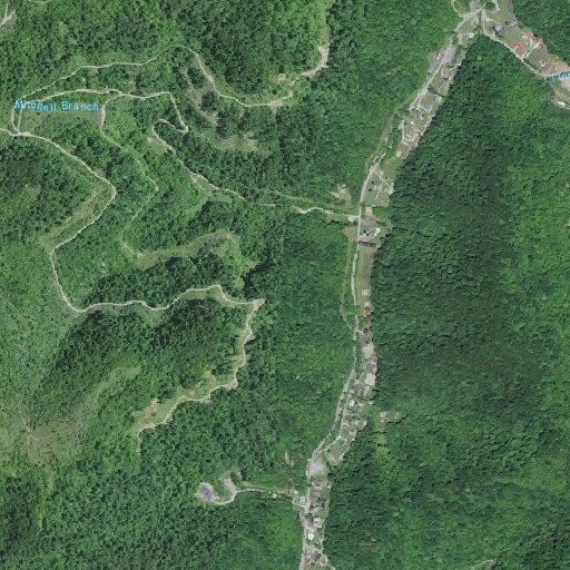 Report of large wild hogs on West Beaver Creek