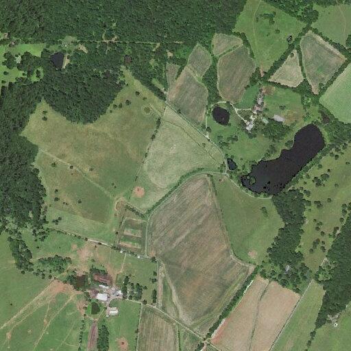 65-year-old man with chest pain trampled by cows