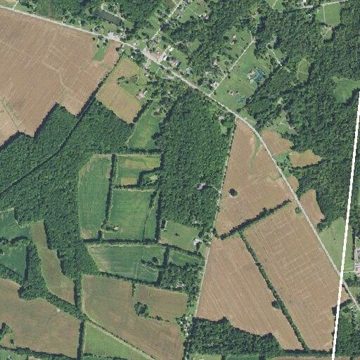 Woman barefoot and slurring speech in wooded area