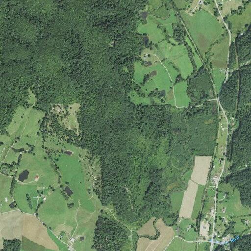 Report of cows damaging crops and field