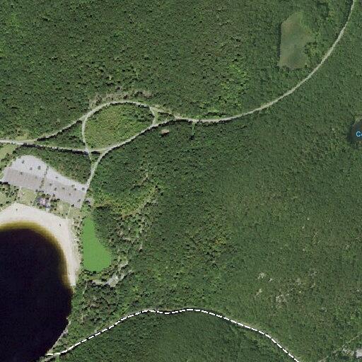 Bear near campground at Beaver Pond site