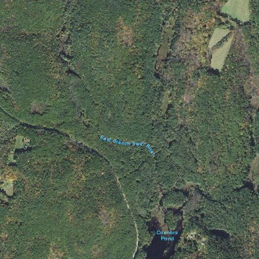 Vehicle collision with bear on Barry Road