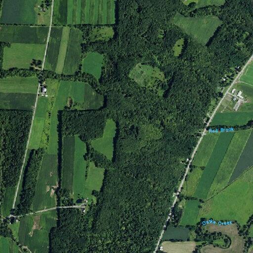 Loose dog in roadway near Route 19 address