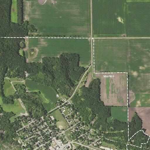 Three loose dogs reported at Morton brush site