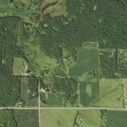 Loose pigs damaging field in Cushing Township