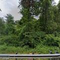 Tree blocking lanes on Route 7 near Route 112