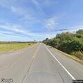 Cow blocking roadway near Route 79 and Black Road