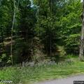 Low-hanging tree blocking part of Turkey Path Road