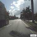 Loose dog reported in street near Mary Court area