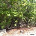 Person treated for allergic reaction at Bradenton Beach