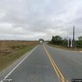 Calf walking along State Road 557 creates hazard