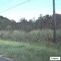 Vehicle hits alligator causing fuel leak