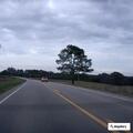 Tree blocking lanes on Highway 25 at Highway 8