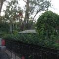 Unconscious person at Disneyland Gate 1 in Anaheim