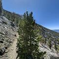 Small vegetation fire in Big Bear forest