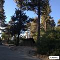 Unconscious person found at Green Valley Campground
