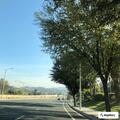 Person sick near La Quinta Hotel on The Old Road