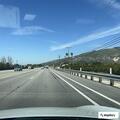 Four loose dogs on Highway 126 near Powell Road