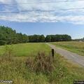 Cow loose on Bermuda Grass Loop