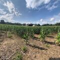 Vehicle incident near Grandad’s Apple Orchard