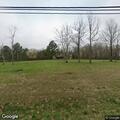 Loose cows near roadway on Bell Buckle Wartrace Rd