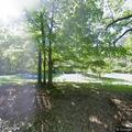 Tree blocking road on Robert Woods Road