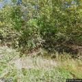 Report of trees being cut and stolen from property