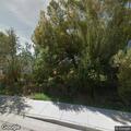 Bear reported in tree near Main Street in San Luis