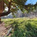 Medical incident reported at Butano State Park