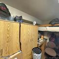 Open line with shuffling heard at Ambler Johnston Hall