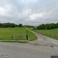 Loose cows reported in front yard on Hammonsville Rd