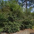 Person found unconscious near North Ivy Avenue, Highland Springs