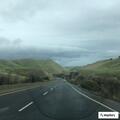 Cattle loose on roadway near Kirkpatrick Pass