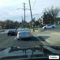 Hit-and-run involving gray Acura and black Mercedes