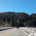 Small tree blocking northbound lanes near bridge