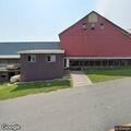 Cow walking in roadway on Clearview Drive