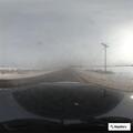 Dead cat reported on County Road 11
