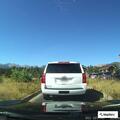 Elk herd blocking outbound traffic near park entrance