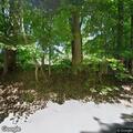 Tree blocking roadway near Liberty Corner Road