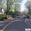 Goose struck by dog on Main Street in Stony Brook